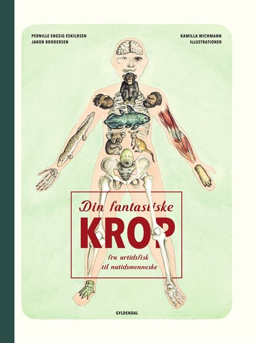 Din fantastiske krop - fra urtidsfisk til nutidsmenneske