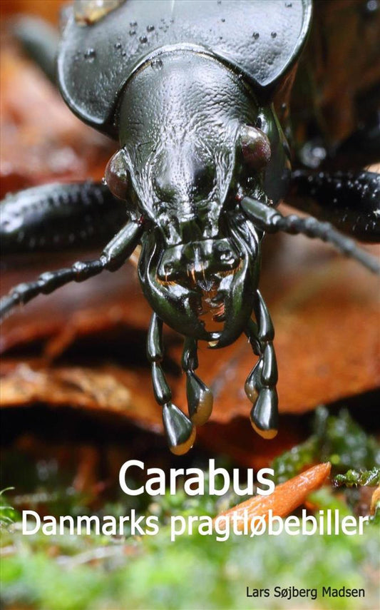 Carabus - Danmarks pragtløbebiller