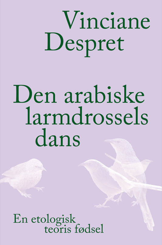 Den arabiske larmdrossels dans